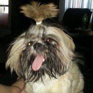 Meet your Posher, Jp